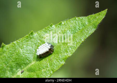 Rhynocoris Punctiventris assassin bug eggs su una foglia Foto Stock