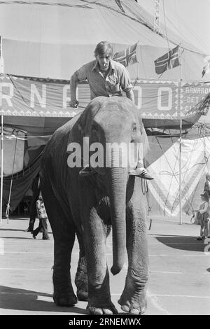 Attuale 22 - 4 - 1974: Junior a LineElephant tamer Arild Arnardo - ora anche come clown. Ha rilevato con grande abilità il numero di "Linon", famoso in tutto il mondo. Foto: Ivar Aaserud / Aktuell / NTB ***FOTO NON ELABORATA*** questo testo è stato tradotto automaticamente! Foto Stock