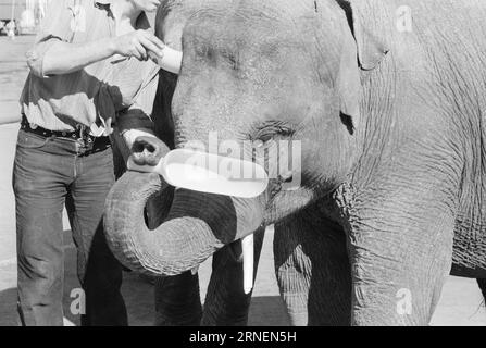 Attuale 22 - 4 - 1974: Junior a LineElephant tamer Arild Arnardo - ora anche come clown. Ha rilevato con grande abilità il numero di "Linon", famoso in tutto il mondo. Foto: Ivar Aaserud / Aktuell / NTB ***FOTO NON ELABORATA*** questo testo è stato tradotto automaticamente! Foto Stock