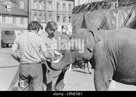 Attuale 22 - 4 - 1974: Junior a LineElephant tamer Arild Arnardo - ora anche come clown. Ha rilevato con grande abilità il numero di "Linon", famoso in tutto il mondo. Foto: Ivar Aaserud / Aktuell / NTB ***FOTO NON ELABORATA*** questo testo è stato tradotto automaticamente! Foto Stock