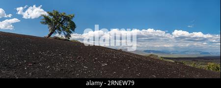 Un pino limousine solitario e soffiato dal vento (Pinus flexilis) in cima all'Inferno Cone, un cono di cenere nel monumento nazionale Craters of the Moon nell'Idah meridionale Foto Stock