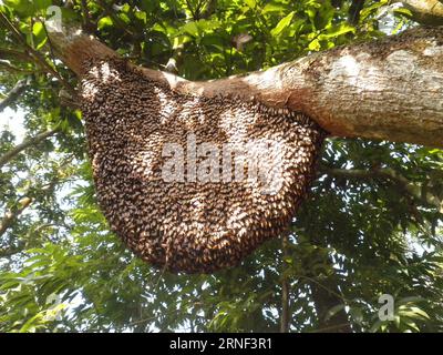 Un grande alveare su un albero. Foto Stock