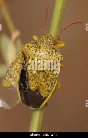 Primo piano verticale naturale su un colorato insetto dello scudo delle ginestre adulto, Piezodorus lituratus seduto sulla vegetazione Foto Stock