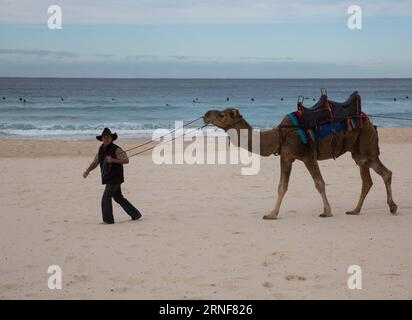 (160724) -- SYDNEY, July 24, 2016 -- A man leads a camel at Bondi Beach in Sydney, Australia, July 24, 2016. Camels were imported to Australia in the 19th century for transport and heavy work in the outback. With the introduction of motorised transport in the early 20th century they were released into the wild. Australia now has the largest population of camels in the world. ) (wtc) AUSTRALIA-SYDNEY-BONDI BEACH-CAMELS HongyexZhu PUBLICATIONxNOTxINxCHN   160724 Sydney July 24 2016 a Man leads a Camel AT Bondi Beach in Sydney Australia July 24 2016 Camels Were Imported to Australia in The 19th C Stock Photo