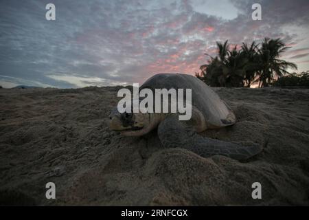 (160801) -- MICHOACAN, 1 agosto 2016 -- una tartaruga ridley oliva è stata vista sulla spiaggia di Ixtapilla nello stato di Michoacan, Messico, il 31 luglio 2016. Alla fine di luglio, migliaia di tartarughe di olivo ridley hanno strisciato lungo la costa del Pacifico per riprodursi, soprattutto negli stati di Michoacan e Oaxaca. Armando Solis)(zcc) MESSICO-MICHOACAN-AMBIENTE-FAUNA ArmandoxSol¨ªs PUBLICATIONxNOTxINxCHN 160801 Michoacan 1 agosto 2016 a Olive Ridley Turtle IS Lakes SULLA spiaggia di Ixtapilla nello Stato di Michoacan Messico IL 31 2016 luglio ALLA fine di luglio migliaia di tartarughe Olive Ridley hanno strisciato attraverso il Pa Foto Stock