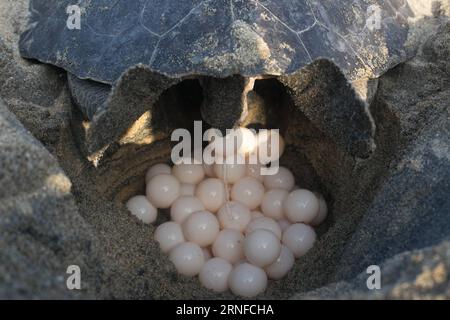 (160801) -- MICHOACAN, 1 agosto 2016 -- una tartaruga ridley di oliva depone uova sulla spiaggia di Ixtapilla nello Stato di Michoacan, Messico, il 31 luglio 2016. Alla fine di luglio, migliaia di tartarughe di olivo ridley hanno strisciato lungo la costa del Pacifico per riprodursi, soprattutto negli stati di Michoacan e Oaxaca. Armando Solis)(zcc) MESSICO-MICHOACAN-AMBIENTE-FAUNA ArmandoxSol¨ªs PUBLICATIONxNOTxINxCHN 160801 Michoacan 1 agosto 2016 a Olive Ridley Turtle depone uova SULLA spiaggia di Ixtapilla nello Stato di Michoacan Messico IL 31 2016 luglio ALLA fine di luglio migliaia di tartarughe Olive Ridley hanno strisciato attraverso Foto Stock