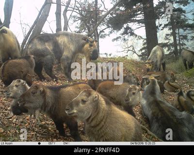 (160806) -- LANZHOU, 6 agosto 2016 -- foto scattata da una telecamera a infrarossi il 19 aprile 2016 mostra un branco di giovani takin selvatici che riposano su una cresta nella riserva naturale nazionale di Baishuijiang nella città di Longnan, nella provincia del Gansu della Cina nord-occidentale. La telecamera a infrarossi ha catturato una scena rara recentemente, in cui una dozzina di giovani takin selvatici sono stati presi cura di diversi takin adulti, come in un asilo takin. ) (lfj) CHINA-GANSU-TAKINS (CN) BaishuijiangxReserve PUBLICATIONxNOTxINxCHN 160806 Lanzhou 6 agosto 2016 foto scattata da To Infrared camera IL 19 aprile 2016 mostra una stufa di Young Wild takins R. Foto Stock