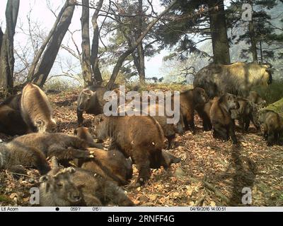 (160806) -- LANZHOU, 6 agosto 2016 -- foto scattata da una termocamera il 19 aprile 2016 mostra una mandria di giovani takin selvatici che si godono il sole su una cresta della riserva naturale nazionale di Baishuijiang nella città di Longnan, nella provincia del Gansu della Cina nordoccidentale. La telecamera a infrarossi ha catturato una scena rara recentemente, in cui una dozzina di giovani takin selvatici sono stati presi cura di diversi takin adulti, come in un asilo takin. ) (lfj) CHINA-GANSU-TAKINS (CN) BaishuijiangxReserve PUBLICATIONxNOTxINxCHN 160806 Lanzhou 6 agosto 2016 foto scattata da To Infrared camera IL 19 aprile 2016 mostra una stufa di Young Wil Foto Stock