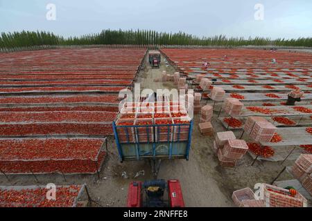 (160806) -- BAYINGOLIN, 6 agosto 2016 -- People of Xinjiang Production and Construction Corps Air Tomatoes nella Prefettura autonoma mongola di Bayingolin, regione autonoma dello Xinjiang Uygur della Cina nordoccidentale. La gente qui stava approfittando del bel tempo per mettere in aria i pomodori. (lfj) CHINA-XINJIANG-BAYINGOLIN-TOMATO AIRING (CN) QuexHure PUBLICATIONxNOTxINxCHN 160806 Prefettura autonoma mongola di Bayingolin 6 agosto 2016 celebrità dello Xinjiang Production and Construction Corps Air Tomatoes nella Prefettura autonoma mongola di Bayingolin Prefettura autonoma mongola dello Xinjiang Uygu della Cina nordoccidentale Foto Stock