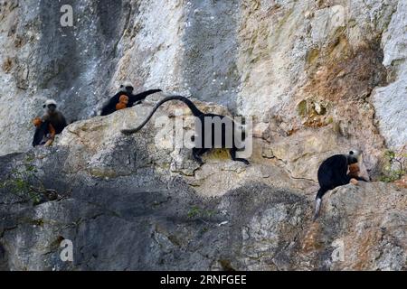 (160808) -- CHONGZUO, 8 agosto 2016 -- foto scattata il 6 agosto 2016 mostra tre piccoli languri dai capelli bianchi detenuti dalle loro madri sulla scogliera di Chongzuo riserva naturale nazionale del langur con testa bianca nella città di Chongzuo, nella regione autonoma Guangxi Zhuang del sud della Cina. Sei piccoli langur dalla testa bianca sono nati qui da marzo di quest'anno. )(wsw) CHINA-GUANGXI-WHITE-HEAD LANGUR-BABY (CN) ZhouxHua PUBLICATIONxNOTxINxCHN 160808 Chongzuo Aug 8 2016 foto scattata IL 6 agosto 2016 mostra tre piccoli langurs bianchi capeggiati eroe delle loro madri SULLA scogliera di Chongzuo White Headned langur National Nature Reserve i. Foto Stock