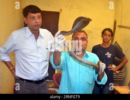 (160809) -- BHOPAL, 8 agosto 2016 () -- Un veterinario mostra un serpente cobra ferito in cura al Van Vihar National Park, Bhopal, India, 8 agosto 2016. Un gran numero di serpenti di cobra furono salvati dagli incantatori di serpenti che usavano i serpenti in spettacoli e adoravano il festival di Nagpanchami dopo aver rimosso i loro denti e sacche velenose. (/Stringer)(zy) INDIA-BHOPAL-KING COBRA-TREATMENT Xinhua PUBLICATIONxNOTxINxCHN 160809 Bhopal Aug 8 2016 un veterinario mostra ai feriti King Cobra Snake in cura AL Van Vihar National Park Bhopal India 8 agosto 2016 un gran numero di serpenti Cobra sono stati salvati Foto Stock