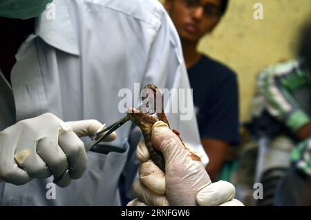 (160809) -- BHOPAL, 8 agosto 2016 () -- Un veterinario rimuove i punti dalla bocca ferita di un serpente di cobra reale al Van Vihar National Park, Bhopal, India, 8 agosto 2016. Un gran numero di serpenti di cobra furono salvati dagli incantatori di serpenti che usavano i serpenti in spettacoli e adoravano il festival di Nagpanchami dopo aver rimosso i loro denti e sacche velenose. (/Stringer)(zy) INDIA-BHOPAL-KING COBRA-TREATMENT Xinhua PUBLICATIONxNOTxINxCHN 160809 Bhopal Aug 8 2016 un veterinario rimuove i punti dalla bocca ferita di un serpente di re Cobra AL Van Vihar National Park Bhopal India 8 agosto 2016 un gran numero di Cobra Snake Foto Stock