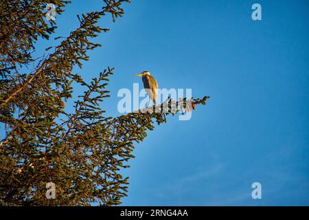 Un airone seduto in cima ad un albero su Godøy, Ålesund, Norvegia Foto Stock