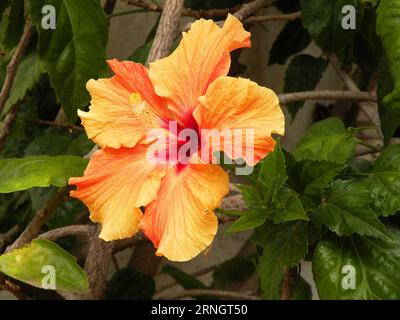 Splendido fiore di ibisco arancione in primavera Foto Stock