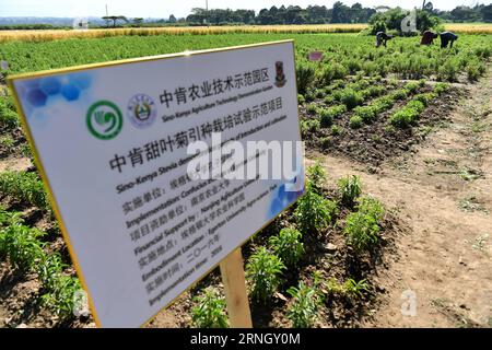 NAKURU, 14 ottobre 2016 -- i lavoratori locali lavorano nel campo sperimentale della stevia, introdotto dall'esperto cinese Liu Gaoqiong in Kenya all'Università di Egerton a Nakuru, Kenya, 14 ottobre 2016. Man mano che le relazioni sino-africane si stanno rafforzando negli ultimi anni, sempre più persone e aziende cinesi investono nei paesi africani con i loro fondi, le loro conoscenze e competenze per aiutare l'Africa a combattere la povertà. ) KENYA-NAKURU-AGRICULTURE-CHINA-KENYA-COOPERATION SunxRuibo PUBLICATIONxNOTxINxCHN Nakuru OCT 14 2016 lavoratori locali lavorano PRESSO il campo sperimentale Stevia, introdotto da Chinese Exper Foto Stock