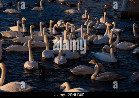 cygnus cygnus famiglia Anatidae genere Cygnus Whooper cigni natura selvaggia uccelli fotografia, foto, carta da parati Foto Stock