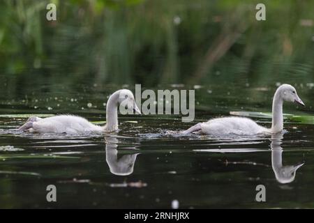 Whooper Swan Babies Foto Stock