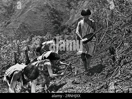 (161124) -- DULONGJIANG, Nov. 24, 2016 () -- File photo taken in the 1950s shows the life of people in Dulongjiang Township of Dulong and Nu Autonomous County of Gongshan, southwest China s Yunnan Province. Dulongjiang Township is home to people of Dulong ethnic group. Due to abominable natural conditions, the local economy was undeveloped in the past. After years of development, roads have been paved and modern dwelling houses built to replace thatch-covered houses. The rural medical insurance has covered 98 percent of the villagers and all school-age children have received education at schoo Stock Photo