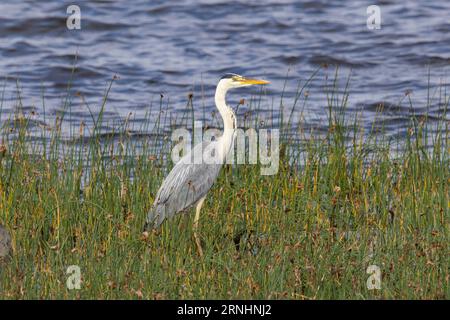 Un airone grigio in Estonia Foto Stock