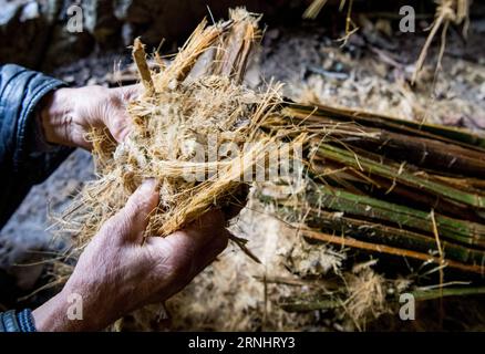 (161208) -- CHONGQING, 7 dicembre 2016 -- li Shilin controlla i materiali per la produzione di carta Tuhuo nella città di Xinglong, Cina sud-occidentale, Chongqing, 7 dicembre 2016. La famiglia li, che vive nella città di Chongqing a Xinglong, ha tramandato il tradizionale mestiere di fabbricazione della carta Tuhuo attraverso cinque generazioni. La carta tuhuo, fatta di bambù che cresce nelle aree locali, richiede tecniche di alto livello in tutte le fasi di lavorazione. Tuttavia, con un'elevata intensità di manodopera, scarse vendite e bassi rendimenti, il mestiere è ereditato da pochi giovani, il che ha spinto il governo a svilupparlo come progetto turistico in AN Foto Stock