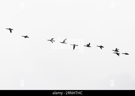 Uccelli che volano in formazione (merganser comune) Foto Stock
