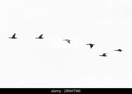 Uccelli che volano in formazione (merganser comune) Foto Stock