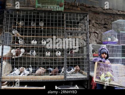 (161219) -- KABUL, Dec. 19, 2016 -- An Afghan boy waits for customers at the Koch-i-Kah Faroshi (Straw Street) in Kabul, capital of Afghanistan, Dec. 19, 2016. The narrow Koch-i-Kah Faroshi in the old Kabul city is famous for supplying different species of domestic bird pets in Afghanistan. ) (sxk) AFGHANISTAN-KABUL-BIRD SHOPS RahmatxAlizadah PUBLICATIONxNOTxINxCHN   Kabul DEC 19 2016 to Afghan Boy Waits for customers AT The Cook I KAH Faroshi Straw Street in Kabul Capital of Afghanistan DEC 19 2016 The Narrow Cook I KAH Faroshi in The Old Kabul City IS Famous for supplying different Species o Stock Photo