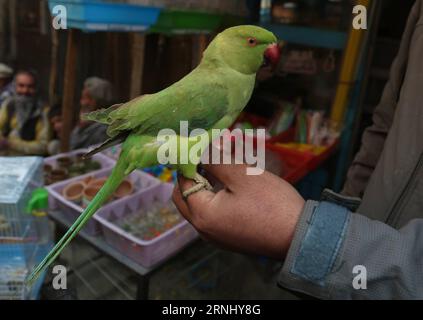 (161219) - KABUL, 19 dicembre 2016 -- un venditore afghano mostra un uccello al Koch-i-Kah Faroshi (Straw Street) a Kabul, capitale dell'Afghanistan, 19 dicembre 2016. Lo stretto Koch-i-Kah Faroshi nella vecchia città di Kabul è famoso per la fornitura di diverse specie di animali domestici da compagnia in Afghanistan. (Sxk) AFGHANISTAN-KABUL-BIRD SHOPS RahmatxAlizadah PUBLICATIONxNOTxINxCHN Kabul DEC 19 2016 to Afghan Vendor Shows a Bird AT the Cook i KAH Faroshi Straw Street a Kabul capitale dell'Afghanistan DEC 19 2016 lo stretto Cook i KAH Faroshi nella città vecchia di Kabul È famoso per la fornitura di diverse specie di Domest Foto Stock