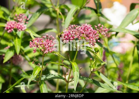 Palude mungita con una grande vespa dorata su uno dei fiori Foto Stock