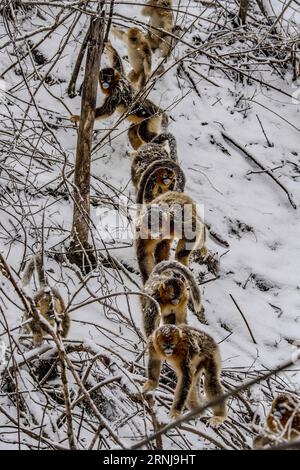 (170110) -- SHENNONGJIA, 10 gennaio 2017 -- le scimmie dorate si arrampicano nei boschi al Dalongtan Golden Monkey Research Center di Shennongjia, provincia di Hubei nella Cina centrale, 10 gennaio 2017. Anni di lavoro di protezione hanno raddoppiato il numero di scimmie dorate a Shennongjia dagli anni '1980. (zhs) CHINA-HUBEI-GOLDEN MONKEY (CN) DuxHuaju PUBLICATIONxNOTxINxCHN Shennongjia 10 gennaio 2017 Golden Monkeys crawl in the Woods AL Dalongtan Golden Monkey Research Center in Shennongjia nella provincia di Hubei della Cina centrale 10 gennaio 2017 anni di lavori di protezione hanno raddoppiato il numero di Golden Monkeys in Shennongjia da T Foto Stock