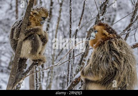 (170110) -- SHENNONGJIA, 10 gennaio 2017 -- le scimmie dorate giocano nei boschi al Dalongtan Golden Monkey Research Center di Shennongjia, provincia di Hubei nella Cina centrale, 10 gennaio 2017. Anni di lavoro di protezione hanno raddoppiato il numero di scimmie dorate a Shennongjia dagli anni '1980. (zhs) CHINA-HUBEI-GOLDEN MONKEY (CN) DuxHuaju PUBLICATIONxNOTxINxCHN Shennongjia 10 gennaio 2017 Golden Monkeys Play in the Woods AL Dalongtan Golden Monkey Research Center di Shennongjia nella provincia di Hubei della Cina centrale 10 gennaio 2017 anni di lavoro di protezione hanno raddoppiato il numero di Golden Monkeys in Shennongjia dal Foto Stock