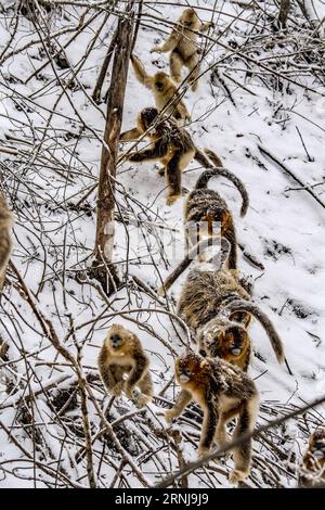 (170110) -- SHENNONGJIA, 10 gennaio 2017 -- le scimmie dorate si arrampicano nei boschi al Dalongtan Golden Monkey Research Center di Shennongjia, provincia di Hubei nella Cina centrale, 10 gennaio 2017. Anni di lavoro di protezione hanno raddoppiato il numero di scimmie dorate a Shennongjia dagli anni '1980. (zhs) CHINA-HUBEI-GOLDEN MONKEY (CN) DuxHuaju PUBLICATIONxNOTxINxCHN Shennongjia 10 gennaio 2017 Golden Monkeys crawl in the Woods AL Dalongtan Golden Monkey Research Center in Shennongjia nella provincia di Hubei della Cina centrale 10 gennaio 2017 anni di lavori di protezione hanno raddoppiato il numero di Golden Monkeys in Shennongjia da T Foto Stock