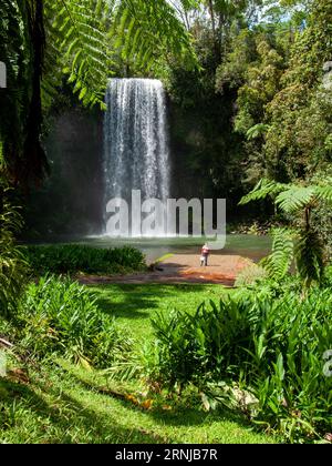 Millaa Millaa Falls, cascata a tuffo, Millaa Millaa, Australia. Foto Stock