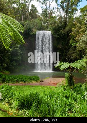 Millaa Millaa Falls, cascata a tuffo, Millaa Millaa, Australia. Foto Stock