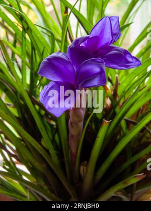 Bromeliade, Tillandsia cyanea, fiore blu, Air Plant, coltivato, Malanda, Australia. Foto Stock