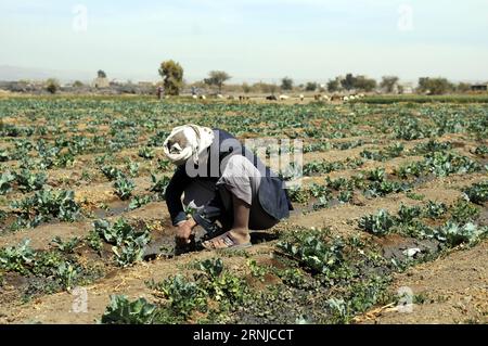 (170115) -- SANAA, 15 gennaio 2017 -- Un agricoltore yemenita lavora in un'azienda agricola alla periferia di Sanaa, Yemen, il 15 gennaio 2017. Nel 2017, l'Organizzazione delle Nazioni Unite per l'alimentazione e l'agricoltura (FAO) richiede 48,4 milioni di dollari per effettuare interventi di emergenza chiave sui mezzi di sussistenza agricoli che aiuteranno più di 3 milioni delle persone più vulnerabili e insicure nel settore alimentare e nutrizionale dello Yemen nell'ambito del suo piano di risposta alle emergenze (Emergency Lilivelihood Response Plan, ELRP). YEMEN-SANAA-AGRICOLTURA MohammedxMohammed PUBLICATIONxNOTxINxCHN 170115 Sanaa 15 gennaio 2017 un agricoltore yemenita lavora IN una fattoria ALLA periferia di Sanaa Yemen IL 15 gennaio 2017 nel 2017 Foto Stock