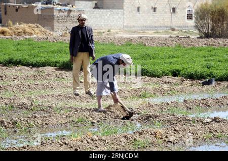 (170115) -- SANAA, 15 gennaio 2017 -- gli agricoltori yemeniti lavorano in un'azienda agricola alla periferia di Sanaa, Yemen, il 15 gennaio 2017. Nel 2017, l'Organizzazione delle Nazioni Unite per l'alimentazione e l'agricoltura (FAO) richiede 48,4 milioni di dollari per effettuare interventi di emergenza chiave sui mezzi di sussistenza agricoli che aiuteranno più di 3 milioni delle persone più vulnerabili e insicure nel settore alimentare e nutrizionale dello Yemen nell'ambito del suo piano di risposta alle emergenze (Emergency Lilivelihood Response Plan, ELRP). YEMEN-SANAA-AGRICOLTURA MohammedxMohammed PUBLICATIONxNOTxINxCHN 170115 Sanaa 15 gennaio 2017 agricoltori yemeniti lavorano IN un'azienda agricola alla periferia di Sanaa Yemen IL 15 gennaio 2017 in 2017 Stati Uniti Foto Stock