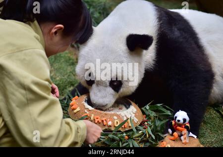 (170117) -- FUZHOU, 17 gennaio 2017 -- Un custode nutre panda gigante basi con una torta di compleanno appositamente fatta al centro di ricerca e scambio panda di Fuzhou, capitale della provincia del Fujian della Cina sudorientale, 17 gennaio 2017. Basi, il panda gigante più anziano del mondo in cattività, ha 37 anni, un equivalente di più di 100 anni umani. Basi nacque nel 1980 nella contea di Baoxing, nella provincia del Sichuan della Cina sud-occidentale. Ed è il prototipo della mascotte Panpan per i Giochi asiatici di Pechino 1990. )(zx) CHINA-FUJIAN-FUZHOU-GIANT PANDA(CN) WeixPeiquan PUBLICATIONxNOTxINxCHN Fuzhou 17 gennaio 2017 un Custode alimenta Gian Foto Stock