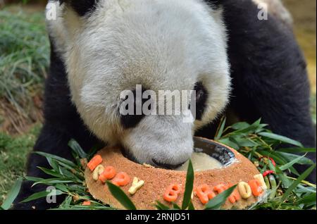 (170117) -- FUZHOU, 17 gennaio 2017 -- panda gigante basi gode della sua torta di compleanno al centro di ricerca e scambio panda di Fuzhou, capitale della provincia del Fujian della Cina sudorientale, 17 gennaio 2017. Basi, il panda gigante più anziano del mondo in cattività, ha 37 anni, un equivalente di più di 100 anni umani. Basi nacque nel 1980 nella contea di Baoxing, nella provincia del Sichuan della Cina sud-occidentale. Ed è il prototipo della mascotte Panpan per i Giochi asiatici di Pechino 1990. )(zx) CHINA-FUJIAN-FUZHOU-GIANT PANDA(CN) WeixPeiquan PUBLICATIONxNOTxINxCHN Fuzhou 17 gennaio 2017 Giant Panda basi gode della sua torta di compleanno Foto Stock