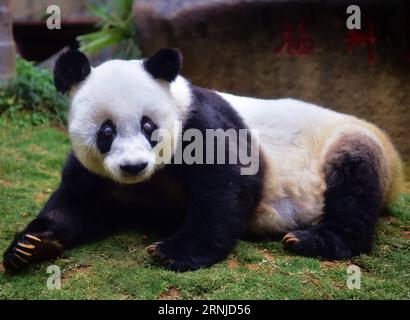 (170117) -- FUZHOU, 17 gennaio 2017 -- foto scattata il 17 gennaio 2017 mostra il panda gigante basi al centro di ricerca e scambio panda a Fuzhou, capitale della provincia del Fujian della Cina sud-orientale. Basi, il panda gigante più anziano del mondo in cattività, ha 37 anni, un equivalente di più di 100 anni umani. Basi nacque nel 1980 nella contea di Baoxing, nella provincia del Sichuan della Cina sud-occidentale. Ed è il prototipo della mascotte Panpan per i Giochi asiatici di Pechino 1990. )(zx) CHINA-FUJIAN-FUZHOU-GIANT PANDA(CN) WeixPeiquan PUBLICATIONxNOTxINxCHN Fuzhou 17 gennaio 2017 foto scattata IL 17 gennaio 2017 mostra il Panda basi gigante Foto Stock