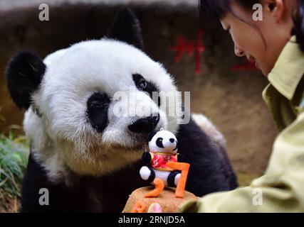 (170117) -- FUZHOU, 17 gennaio 2017 -- Un custode nutre panda gigante basi con una torta di compleanno appositamente fatta al centro di ricerca e scambio panda di Fuzhou, capitale della provincia del Fujian della Cina sudorientale, 17 gennaio 2017. Basi, il panda gigante più anziano del mondo in cattività, ha 37 anni, un equivalente di più di 100 anni umani. Basi nacque nel 1980 nella contea di Baoxing, nella provincia del Sichuan della Cina sud-occidentale. Ed è il prototipo della mascotte Panpan per i Giochi asiatici di Pechino 1990. )(zx) CHINA-FUJIAN-FUZHOU-GIANT PANDA(CN) WeixPeiquan PUBLICATIONxNOTxINxCHN Fuzhou 17 gennaio 2017 un Custode alimenta Gian Foto Stock