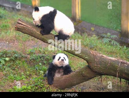 (170122) -- CHONGQING, 22 gennaio 2017 -- i cuccioli gemelli del panda gigante Dashuang (sopra) e Xiaoshuang giocano allo zoo di Chongqing a Chongqing, nel sud-ovest della Cina, 22 gennaio 2017. I cuccioli gemelli, nati nel luglio del 2016, hanno incontrato il pubblico qui la domenica. ) (wyo) CINA-CHONGQING-GIGANTE PANDA-TWIN (CN) ChenxCheng PUBLICATIONxNOTxINxCHN Chongqing 22 gennaio 2017 Giant Panda Twin Cubs Dashuang Above e Xiaoshuang Gioca ALLO zoo di Chongqing a Chongqing Cina sud-occidentale 22 gennaio 2017 i gemelli gemelli nati nel luglio del 2016 hanno incontrato il pubblico qui domenica wyo China Chongqing Giging Panda Twin Panda CN ChenxCheng PUBLICATIONxNOTxINxCHN Foto Stock
