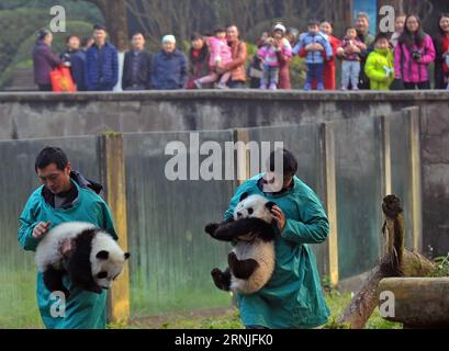 (170122) -- CHONGQING, 22 gennaio 2017 -- i cuccioli gemelli di panda gigante Dashuang (L) e Xiaoshuang sono stati visti allo zoo di Chongqing a Chongqing, nel sud-ovest della Cina, 22 gennaio 2017. I cuccioli gemelli, nati nel luglio del 2016, hanno incontrato il pubblico qui la domenica. ) (wyo) CINA-CHONGQING-GIGANTE PANDA-TWIN (CN) ChenxCheng PUBLICATIONxNOTxINxCHN Chongqing 22 gennaio 2017 Giant Panda Twin Cubs Dashuang l e Xiaoshuang Are Lakes ALLO zoo di Chongqing a Chongqing Cina sud-occidentale 22 gennaio 2017 i gemelli nati nel luglio del 2016 hanno incontrato il pubblico qui domenica wyo China Chongqing Giant Panda Twin CN ChenxCheng PUBLICATIONxNOTxINxCHN Foto Stock