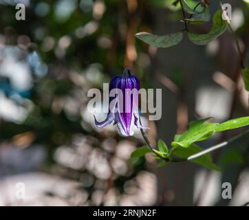 Splendido fiore di Rooguchi Blue Bells Clematis (noto anche come solitary clematis) in un giardino botanico della California meridionale Foto Stock