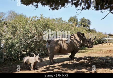 (170207) -- RAMAT GAN, 6 febbraio 2017 -- rami, un rinoceronte bianco di una settimana, è raffigurato con sua madre, Rihanna di otto anni, al Ramat Gan Safari Park vicino alla città costiera israeliana di Tel Aviv il 6 febbraio 2017. Il Ramat Gan Safari Park è lo zoo principale dell'area di Tel Aviv ed è sede della più grande collezione di animali del Medio Oriente). (zw) ISRAEL-RAMAT GAN-SAFARI PARK-RHINOCEROS-NEW BORN GilxCohenxMagen PUBLICATIONxNOTxINxCHN Ramat gan febbraio 6 2017 rami a Week Old White Rhinoceros È raffigurato con sua madre Eight Year Old Rihanna AL Ramat gan Safari Park vicino alla Coasta israeliana Foto Stock