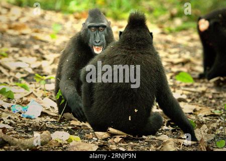 I macachi crestati (Macaca nigra) stanno avendo attività sociali sul terreno nella foresta di Tangkoko, Sulawesi settentrionale, Indonesia. I primatologi hanno rivelato che combattere o inseguirsi a vicenda sono parte delle attività sociali del macaco crestato. I contatti manuali aggressivi si sono verificati frequentemente e sono molto normali, e sono spesso seguiti da ritorsioni e riconciliazioni-- un fatto che ha contribuito a costruire la reputazione del macaco crestato come una specie altamente tollerante dal punto di vista sociale. il cambiamento climatico può ridurre l'idoneità all'habitat delle specie di primati, che potrebbe costringerle a uscire da habitat sicuri e... Foto Stock