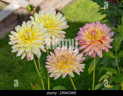 "Créme Silence" Dahlia formale decorativa, Dekorativdahlia (Dahlia x Hortensis) Foto Stock