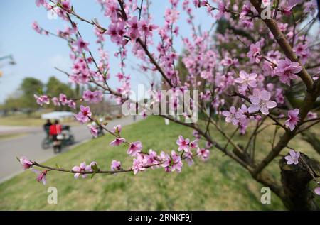 (170329) -- CHENGDU, 29 marzo 2017 -- i turisti visitano il parco paludoso del lago Fenghuang a Chengdu, capitale della provincia del Sichuan della Cina sud-occidentale, 28 marzo 2017. ) (Ry) CHINA-CHENGDU-SPRING SCENARIOS (CN) XuexYubin PUBLICATIONxNOTxINxCHN Chengdu marzo 29 2017 i turisti visitano il parco delle paludi del lago Fenghuang a Chengdu capitale della provincia del Sichuan della Cina sud-occidentale marzo 28 2017 Ry China Chengdu Spring Scenic CN XuexYubin PUBLICATIONxTxINxCHN Foto Stock