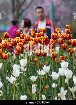 (170329) -- CHENGDU, 29 marzo 2017 -- i turisti camminano davanti ai fiori di tulipani nel parco paludoso del lago Fenghuang a Chengdu, capitale della provincia del Sichuan della Cina sud-occidentale, 28 marzo 2017. ) (Ry) CHINA-CHENGDU-SPRING SCENARIOS (CN) XuexYubin PUBLICATIONxNOTxINxCHN Chengdu marzo 29 2017 i turisti camminano davanti ai fiori di tulipano AL parco paludoso del lago Fenghuang a Chengdu capitale della provincia del Sichuan della Cina sud-occidentale marzo 28 2017 Ry China Chengdu Spring Scenic CN XuexYubin PUBLICATIONXNOTxINxCHN Foto Stock