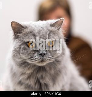 (170402) - TRAKAI, 2 aprile 2017 - Un gatto è visto all'International Cat Show di Trakai, Lituania, 2 aprile 2017. Dal 1° aprile al 2 aprile si terrà a Trakai, una famosa località lacustre a oltre 30 km a ovest di Vilnius, capitale della Lituania. (Sxk) LITUANIA-TRAKAI-INTERNATIONAL CAT SHOW AlfredasxPliadis PUBLICATIONxNOTxINxCHN Trakai 2 aprile 2017 a Cat IS Lakes ON the International Cat Show a Trakai Lituania 2 aprile 2017 all'International Cat Show IS Hero in Trakai, una famosa località di villeggiatura sul lago A oltre 30 km A OVEST di Vilnius capitale della Lituania dal 1 aprile al 2 aprile sxk Lituania TR Foto Stock